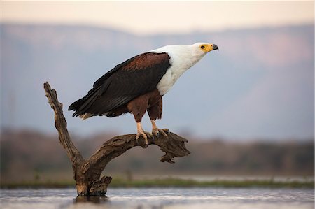 African fish eagle (Haliaeetus vocifer), Zimanga private game reserve, KwaZulu-Natal, South Africa, Africa Foto de stock - Con derechos protegidos, Código: 841-08821729
