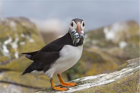 simsearch:841-08821610,k - Puffin (Fratercula arctica) with sand eels, Farne Islands, Northumberland, England, United Kingdom, Europe Stock Photo - Rights-Managed, Code: 841-08821722