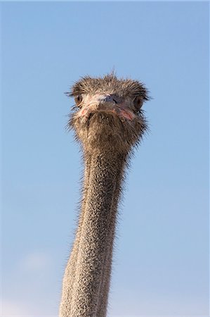 simsearch:6102-03905015,k - Ostrich (Struthio camelus), Kgalagadi Transfrontier Park, South Africa, Africa Foto de stock - Con derechos protegidos, Código: 841-08821736