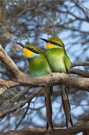 Swallowtailed bee-eater (Merops hirundineus), Kgalagadi Transfrontier Park, South Africa, Africa Foto de stock - Con derechos protegidos, Código: 841-08821738