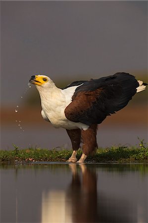 African fish eagle (Haliaeetus vocifer) drinking, Zimanga private game reserve, KwaZulu-Natal, South Africa, Africa Stock Photo - Rights-Managed, Code: 841-08821730