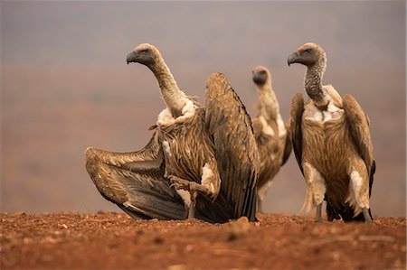 simsearch:841-08821730,k - Whitebacked vultures (Gyps africanus) moving in to feed, Zimanga private game reserve, KwaZulu-Natal, South Africa, Africa Photographie de stock - Rights-Managed, Code: 841-08821732