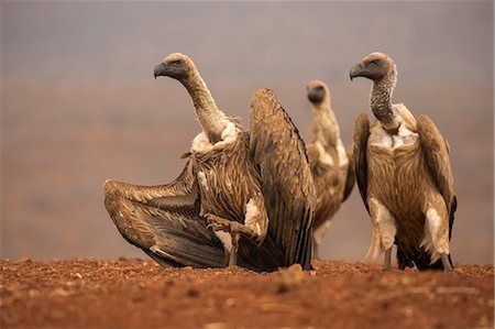 simsearch:841-09059986,k - Whitebacked vultures (Gyps africanus) moving in to feed, Zimanga private game reserve, KwaZulu-Natal, South Africa, Africa Foto de stock - Con derechos protegidos, Código: 841-08821732