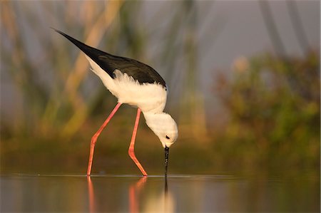 simsearch:841-09256922,k - Blackwinged stilt (Himantopus himantopus), Zimanga private game reserve, KwaZulu-Natal, South Africa, Africa Photographie de stock - Rights-Managed, Code: 841-08821744