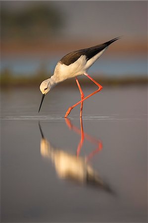 Blackwinged stilt (Himantopus himantopus), Zimanga private game reserve, KwaZulu-Natal, South Africa, Africa Stock Photo - Rights-Managed, Code: 841-08821746