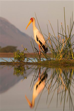 simsearch:841-08821609,k - Yellowbilled stork (Mycteria ibis), Zimanga private game reserve, KwaZulu-Natal, South Africa, Africa Fotografie stock - Rights-Managed, Codice: 841-08821741