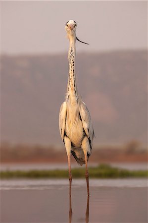 simsearch:841-08220884,k - Grey heron (Ardea cinerea), Zimanga private game reserve, KwaZulu-Natal, South Africa, Africa Photographie de stock - Rights-Managed, Code: 841-08821743