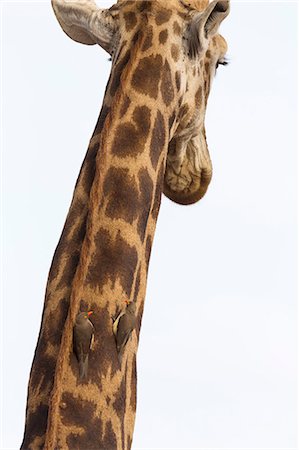 simsearch:841-09135383,k - Giraffe (Giraffa camelopardalis) with redbilled oxpeckers (Buphagus erythrorhynchus), Kruger National Park, South Africa, Africa Photographie de stock - Rights-Managed, Code: 841-08821756