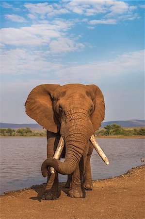 simsearch:841-08821753,k - Elephant (Loxodonta africana) resting trunk on its tusk, Zimanga game reserve, KwaZulu-Natal, South Africa, Africa Stock Photo - Rights-Managed, Code: 841-08821759
