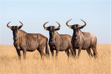 Common (blue) wildebeest (gnu) (Connochaetes taurinus), Mokala National Park, South Africa, Africa Foto de stock - Con derechos protegidos, Código: 841-08821750