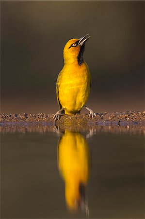 simsearch:841-08821730,k - Spectacled weaver (Ploceus ocularis), Zimanga private game reserve, KwaZulu-Natal, South Africa, Africa Photographie de stock - Rights-Managed, Code: 841-08821764