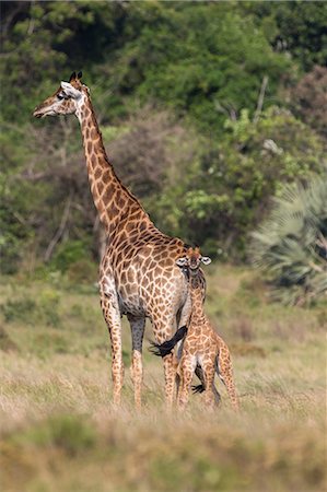 simsearch:841-09135383,k - Giraffe (Giraffa camelopardalis) with small baby, Isimangaliso, KawZulu-Natal, South Africa, Africa Photographie de stock - Rights-Managed, Code: 841-08821766