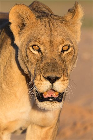 Lioness (Panthera leo) in the Kalahari, Kgalagadi Transfrontier Park, Northern Cape, South Africa, Africa Photographie de stock - Rights-Managed, Code: 841-08821768
