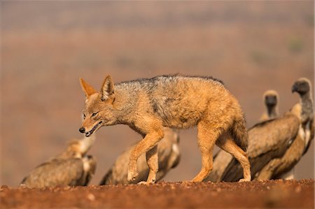 simsearch:841-08821753,k - Blackbacked jackal (Canis mesomelas) with whitebacked vultures (Gyps africanus), Zimanga private game reserve, KwaZulu-Natal, South Africa, Africa Stock Photo - Rights-Managed, Code: 841-08821769