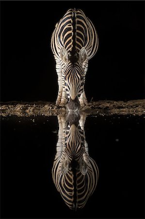 simsearch:841-08821730,k - Plains zebra (Equus quagga) drinking at night, Zimanga private game reserve, KwaZulu-Natal, South Africa, Africa Photographie de stock - Rights-Managed, Code: 841-08821763