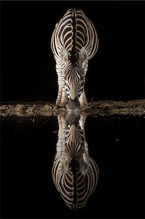 simsearch:841-08821730,k - Plains zebra (Equus quagga) drinking at night, Zimanga private game reserve, KwaZulu-Natal, South Africa, Africa Foto de stock - Con derechos protegidos, Código: 841-08821763