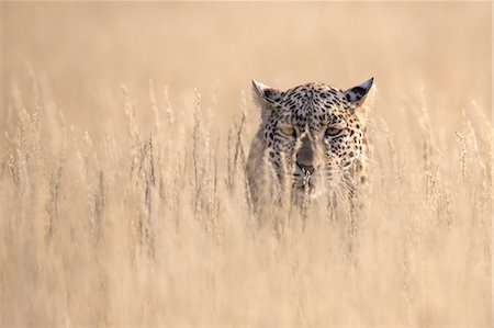 simsearch:841-09077118,k - Leopard female (Panthera pardus), Kgalagadi Transfrontier Park, South Africa, Africa Foto de stock - Con derechos protegidos, Código: 841-08821774