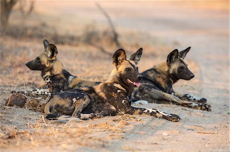 simsearch:841-09059986,k - African wild dog (Lycaon pictus) at rest, Kruger National Park, South Africa, Africa Foto de stock - Con derechos protegidos, Código: 841-08821777