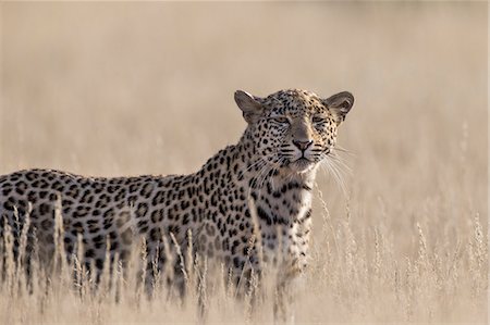Leopard female (Panthera pardus), Kgalagadi Transfrontier Park, South Africa, Africa Stock Photo - Rights-Managed, Code: 841-08821772