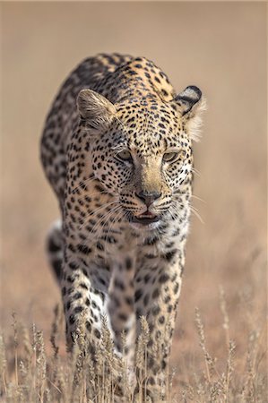 Leopard female (Panthera pardus), Kgalagadi Transfrontier Park, South Africa, Africa Stock Photo - Rights-Managed, Code: 841-08821773