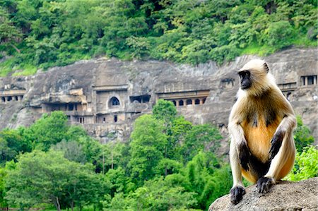 simsearch:6119-09213946,k - Grey langur monkey (Hanuman Langur) (Semnopithecus sp.) outside the Ajanta Caves, UNESCO World Heritage Site, Maharashtra, India, Asia Stock Photo - Rights-Managed, Code: 841-08860663