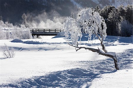 engadin - Frost on tree branches frames the snowy landscape, Celerina, Maloja, Canton of Graubunden, Engadine, Switzerland, Europe Photographie de stock - Rights-Managed, Code: 841-08860690