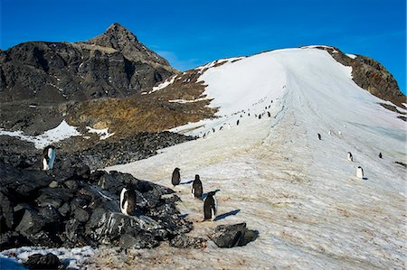 simsearch:841-09255534,k - Adelie penguin (Pygoscelis adeliae) colony in Hope Bay, Antarctica, Polar Regions Photographie de stock - Rights-Managed, Code: 841-08860727