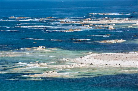 Colony of New Zealand fur seals (Arctocephalus forsteri) off Point Kean, Kaikoura Peninsula, Kaikoura, Canterbury, South Island, New Zealand, Pacific Photographie de stock - Rights-Managed, Code: 841-08860999