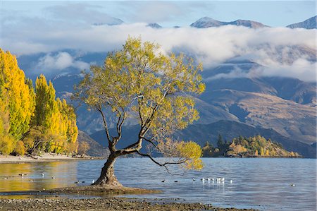 pitoresco - Lone willow tree growing at the edge of Lake Wanaka, autumn, Roys Bay, Wanaka, Queenstown-Lakes district, Otago, South Island, New Zealand, Pacific Photographie de stock - Rights-Managed, Code: 841-08861015