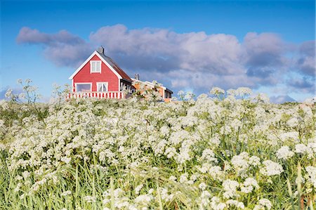 Fields of blooming flowers frame a typical wooden house of fishermen, Eggum, Unstad, Vestvagoy, Lofoten Islands, Norway, Scandinavia, Europe Photographie de stock - Rights-Managed, Code: 841-08887188