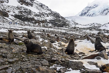 Antarctic fur seal (Arctocephalus gazella) colony, Coronation Island, South Orkney Islands, Antarctica, Polar Regions Foto de stock - Con derechos protegidos, Código: 841-08887206