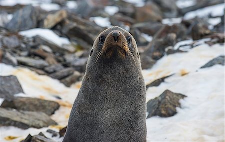 Antarctic fur seal (Arctocephalus gazella), Coronation Island, South Orkney Islands, Antarctica, Polar Regions Fotografie stock - Rights-Managed, Codice: 841-08887214
