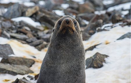 simsearch:841-08821609,k - Antarctic fur seal (Arctocephalus gazella), Coronation Island, South Orkney Islands, Antarctica, Polar Regions Fotografie stock - Rights-Managed, Codice: 841-08887214