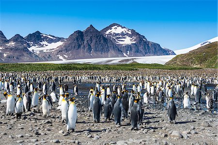 simsearch:6118-07353816,k - Giant king penguin (Aptenodytes patagonicus) colony, Salisbury Plain, South Georgia, Antarctica, Polar Regions Photographie de stock - Rights-Managed, Code: 841-08887234