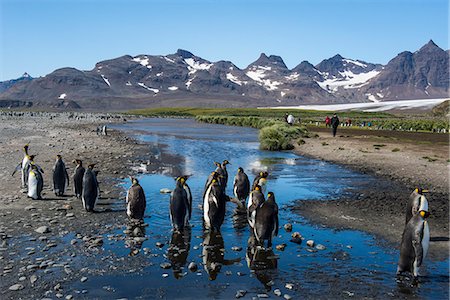 simsearch:841-09147382,k - King penguins (Aptenodytes patagonicus), Salisbury Plain, South Georgia, Antarctica, Polar Regions Foto de stock - Direito Controlado, Número: 841-08887235