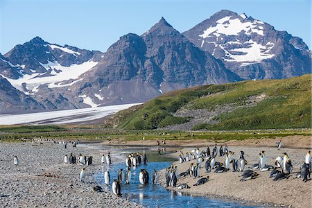 simsearch:841-09147382,k - King penguins (Aptenodytes patagonicus) in beautiful scenery, Salisbury Plain, South Georgia, Antarctica Foto de stock - Direito Controlado, Número: 841-08887237