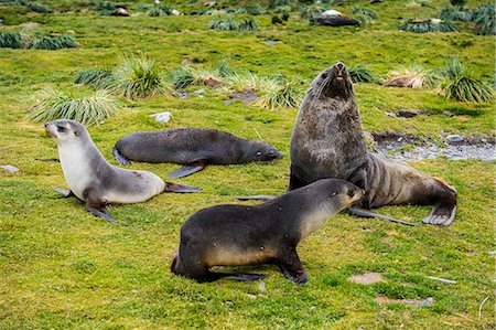 pingüim-antártico - Antarctic fur seals (Arctocephalus gazella), Grytviken, South Georgia, Antarctica Foto de stock - Direito Controlado, Número: 841-08887246