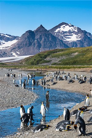 pingüino real - King penguins (Aptenodytes patagonicus) in beautiful scenery, Salisbury Plain, South Georgia, Antarctica, Polar Regions Foto de stock - Con derechos protegidos, Código: 841-08887240