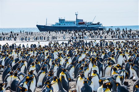 south georgia island - Giant king penguin (Aptenodytes patagonicus) colony and a cruise ship, Salisbury Plain, South Georgia, Antarctica, Polar Regions Stock Photo - Rights-Managed, Code: 841-08887241