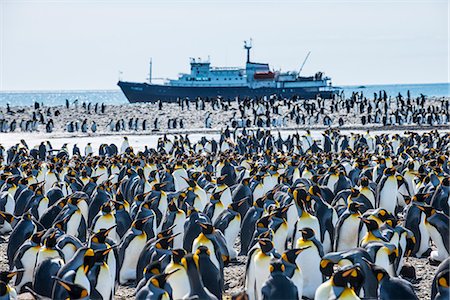 simsearch:841-09255586,k - Giant king penguin (Aptenodytes patagonicus) colony and a cruise ship, Salisbury Plain, South Georgia, Antarctica, Polar Regions Stock Photo - Rights-Managed, Code: 841-08887241