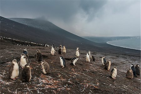 penguin - Chinstrap penguin colony (Pygoscelis antarctica), Saunders Island, South Sandwich Islands, Antarctica, Polar Regions Stock Photo - Rights-Managed, Code: 841-08887254