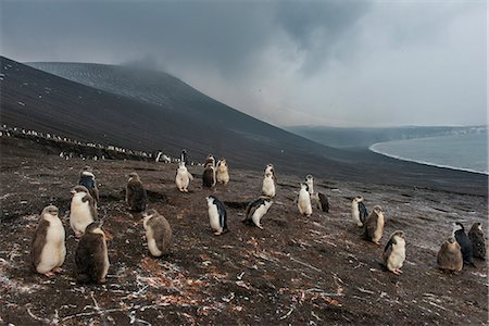 Chinstrap penguin colony (Pygoscelis antarctica), Saunders Island, South Sandwich Islands, Antarctica, Polar Regions Stock Photo - Rights-Managed, Code: 841-08887254