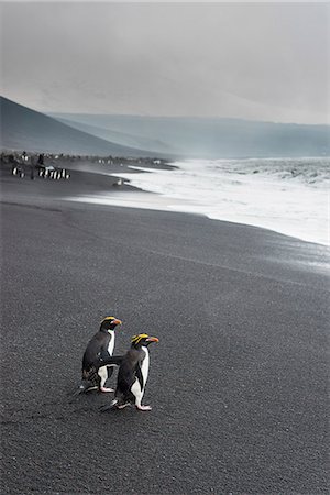 Southern rockhopper penguin group (Eudyptes chrysocome), Saunders Island, South Sandwich Islands, Antarctica, Polar Regions Foto de stock - Con derechos protegidos, Código: 841-08887250