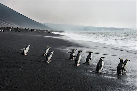 penguin - Chinstrap penguin group (Pygoscelis antarctica), Saunders island, South Sandwich Islands, Antarctica, Polar Regions Stock Photo - Rights-Managed, Code: 841-08887252