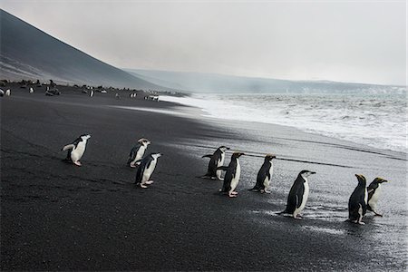 simsearch:841-08887254,k - Chinstrap penguin group (Pygoscelis antarctica), Saunders island, South Sandwich Islands, Antarctica, Polar Regions Photographie de stock - Rights-Managed, Code: 841-08887252