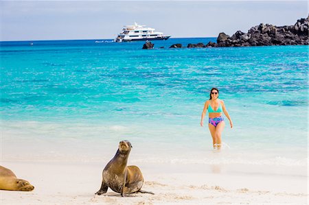 Hanging out with wildlife on Floreana Island, Galapagos Islands, Ecuador, South America Stock Photo - Rights-Managed, Code: 841-08887309