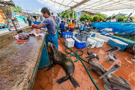 pélican brun - Scenes from the fish market in the port town of Puerto Ayora, Santa Cruz Island, Galapagos, Ecuador, South America Photographie de stock - Rights-Managed, Code: 841-09055197