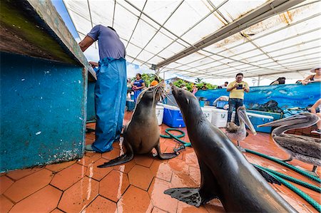 Scenes from the fish market in the port town of Puerto Ayora, Santa Cruz Island, Galapagos, Ecuador, South America Photographie de stock - Rights-Managed, Code: 841-09055198