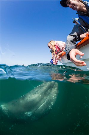 simsearch:841-09135189,k - California gray whale calf (Eschrichtius robustus), underwater with tourists in San Ignacio Lagoon, Baja California Sur, Mexico, North America Photographie de stock - Rights-Managed, Code: 841-09055203