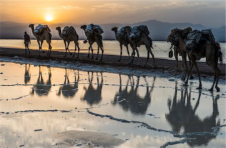 salt lake - Camels loaded with pans of salt walking through a salt lake, Danakil depression, Ethiopia, Africa Photographie de stock - Rights-Managed, Code: 841-09055279